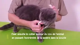 Comment appliquer le Collier Insectifuge Chat - HOPI ?