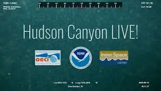 Hudson Canyon Daily Livestreams!