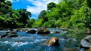 PEACEFUL FOREST STREAM SOUNDS &ndash; RELAXING WATER ASMR FOR STRESS RELIEF & HEALING SLEEP