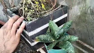 Ficus Nana Bonsai and Argao Taiwan at Marami pang iba ni Chief Vercida