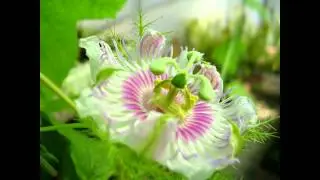 Passiflora foetida