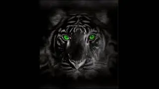 The world 🌎 of the tiger 