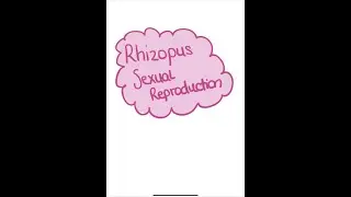 Rhizopus - Sexual Reproduction