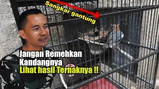 AWALNYA HANYA HOBI, SEKARANG BINGUNG BANYAK YANG INDEN HASIL TERNAK ANIS KEMBANG & CUCAK JENGGOTNYA