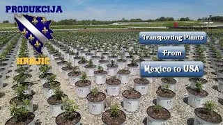 Transporting Flowers and Plants from Mexico to the USA | PRODUKCIJA HRNJIC