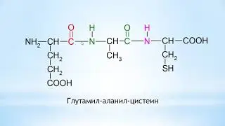 Белки