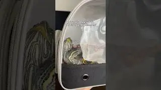 Taking My Pet Turtle To Her First Vet Appointment! #turtlecare #vetclinic #reaction