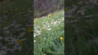 Spring, daisies