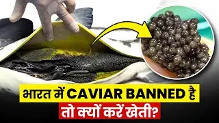 Caviar Farming की Complete Guide | जल कृषि उद्यमियों के लिए लाभदायक अवसर | Details in Hindi