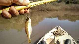 VARA CAIPIRA E LAMBARI isca natural  Traíra, jundia, mandi. Pescaria.