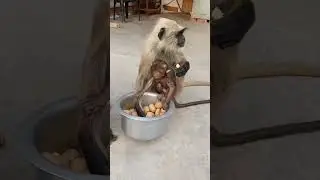 # monkey #monkey # monkey eating potato # potato