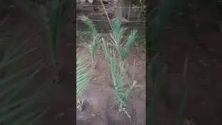 Medjool khajoor Plants in pakistan 00923006026385 #shorts #short #farming #agriculture