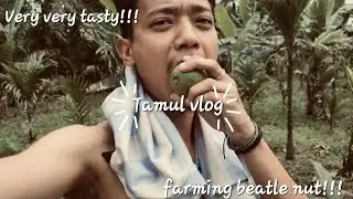 A day farming beatle nut with family || Tamul Vlog || Vlog 7.