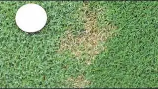Did You Know? Flagstick Cultivar