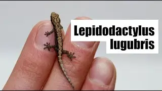 Les Lepidodactylus lugubris et la reproduction asexuée