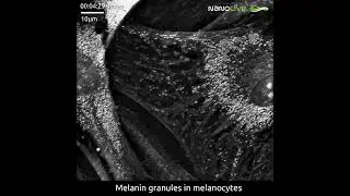 Melanin granules in action