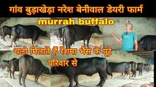 गांव बूढ़ाखेड़ा नरेश बेनीवाल डेयरी फार्म चलो मिलाते हैं रेशमा भैंस के पूरे परिवार से