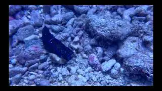 Blue velvet sea slug.