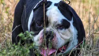 AMERICAN BULLY SIZE STUD SERVICE AVAILABLE IN SHAMLI UP  CONTACT :- 8077778025