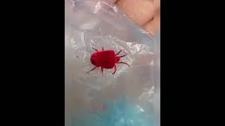 velvet mites🐞 #nature #shorts #shortsfeed