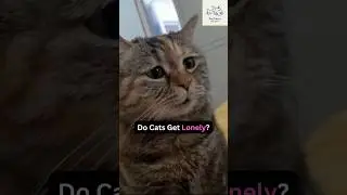 Do Cats Get Lonely? | Cat Lovers Must Watch #shorts