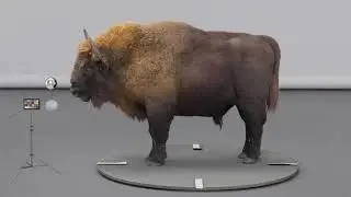 European Bison Houdini groom turntable