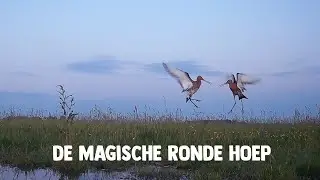 HOOP IN DE HOEP - documentaire