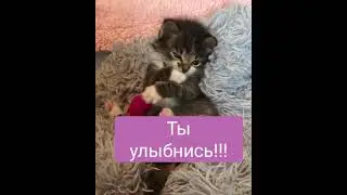 УЛЫБКА, #shorts #cats