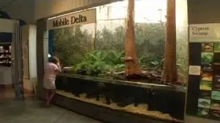 The Estuarium at Dauphin Island Sea Lab