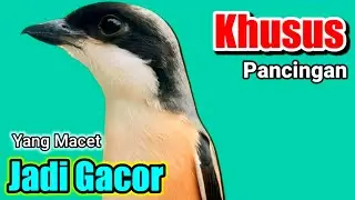 CENDET GACOR Toet Toet suara ngalas - KHUSUS PANCINGAN AMPUH YANG MACET JADI GACOR.