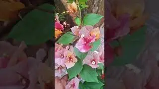 Plant for sale. WhatsApp 6380710362 shipping all over India #india #sale #home #plants #shortvideo