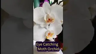 Beautiful Phalaenopsis Orchid (White with Yellow Lip)