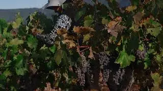 Vendimias en Cauquenes