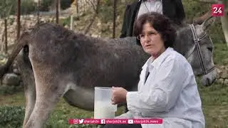 Udderly healthy: donkey milk a hit in Albania