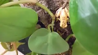 Reticulated Clown Tree Frog (Dendropsophus reticulatus)