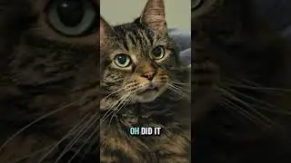 BleppamusMaximus #cat #cute #tabbycat #catlover #cats (ty to WaltertheCatt for the soundbyte!)