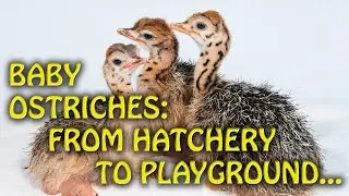 Baby Ostriches: From hatchery to playground.