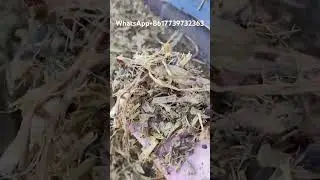 Take a look at the fermented hay and prepare to pack it #grasscutter #haycutter #chaffcutter #grass