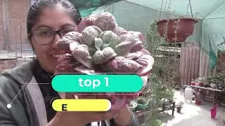 top 10 suculentas carunculadas      #suculentas #jardin  #isaymaura