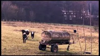 Tom Shopper - House in Moll (Video Version)