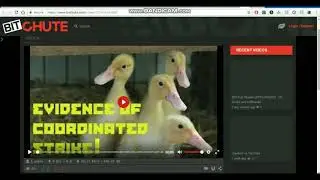 50 Ducks In A Hot Tub - DUCKGUIDE