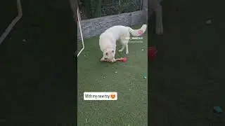 New toy #toydog #happydog #whiteswissshepherd #pastorsuizo #pastorblanco #whiteshepherd