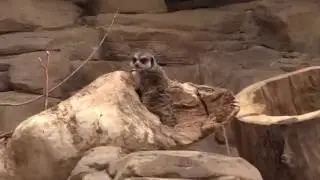 Desert Dome