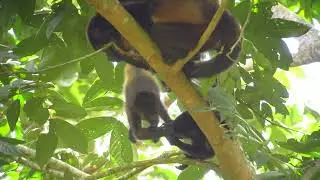 Alouatta palliata