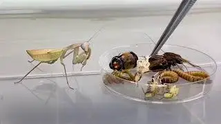 Worlds first Praying Mantis Mukbang!