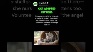 Mother love is not just for humans  #MotherCat #AdoptedKittens #ViralAnimals #CuteCats