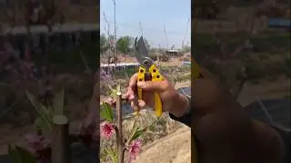 Pruning peach tree #satisfying #pruning #shorts #farming
