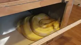 Tap/Hook Training demo With A Reticulated Python