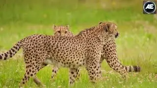 The ostrich  vs leopard 2021