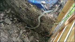 Grass snakes lay their eggs in our compost heap. The babies are only 3 inches long.